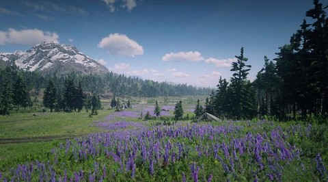 荒野大镖客2什么草[图1]